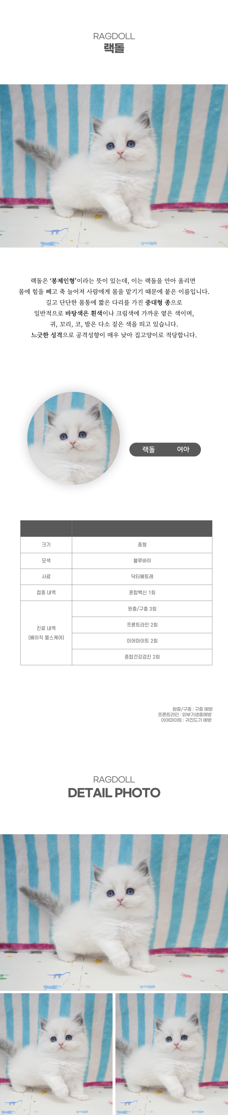 랙돌_상세이미지_2